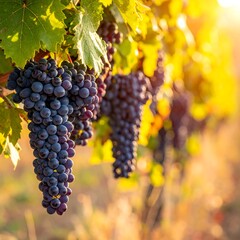 Fototapeta premium Close-up of ripe, dark-purple fruit clusters, bathed in golden sunlight on the vine, ready for harvest. Focus on freshness