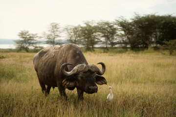 フラミンゴで知られるレイク・ナクル国立公園 ケニアの自然保護区