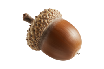 Single acorn, nature's seed
