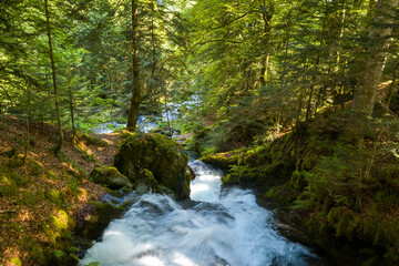Fototapeta premium Vivid mountain stream tumbles over mossy rocks beneath a dense green forest canopy in the Pyrenees countryside, with sunlight filtering through the trees and illuminating the vibrant woodland floor.