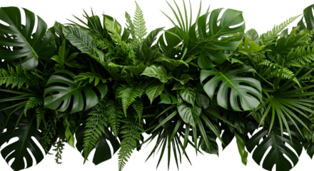 Dense Green Foliage | Lush Plant Photography | foliage
