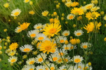 Chamomile is blooming. Medicinal plant. Daisy flowers is growing in cottage garden. Aromatic herb in meadow in sunny day. Anti-inflammatory agent.