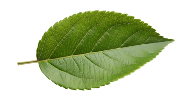 Single Green Leaf | Fresh Plant Photography | leaf - Powered by Adobe