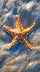 Starfish Resting on Sandy Ocean Floor