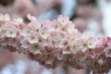 Fototapeta premium Cherry blossom close up with pink flowers 02