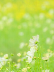 秋の公園や花壇を彩るコスモスのある爽やかな風景。背景。自然風景素材。縦構図