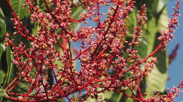 Horse mango  blossoms in season when they bloom red.