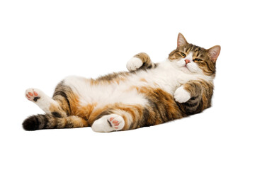 A relaxed cat lying on its back, displaying its belly and paws with a calm expression.