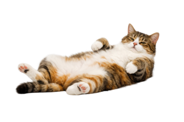 A relaxed cat lying on its back, displaying its belly and paws with a calm expression.