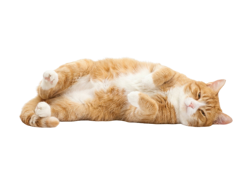 A relaxed orange cat lying on its back, showcasing a fluffy belly and playful demeanor.