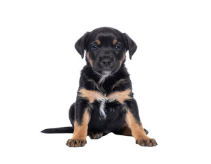 Obraz premium A cute puppy with black and tan fur sits attentively, showcasing its playful demeanor and bright eyes.
