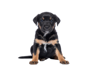A cute puppy with black and tan fur sits attentively, showcasing its playful demeanor and bright eyes.