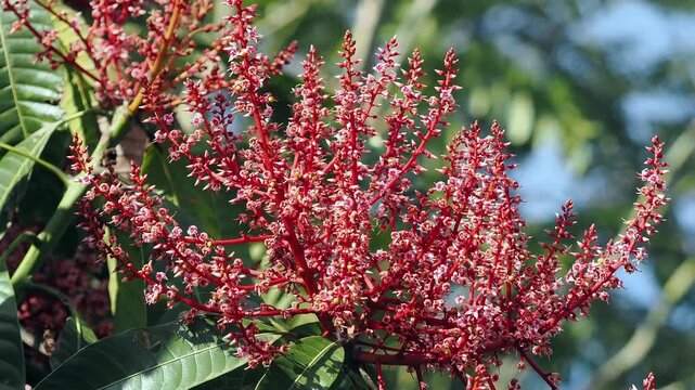 Horse mango  blossoms in season when they bloom red.