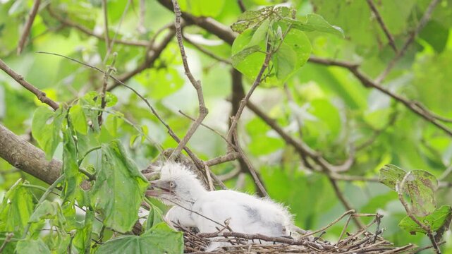 young eastern cattle egret bird, ardea coromanda, in nest on tree with adult in tropics, bali, indonesia, southeast asia