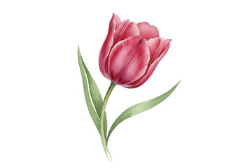 Fototapeta premium A vibrant tulip blooming against a deep void, with delicate petals and green leaves