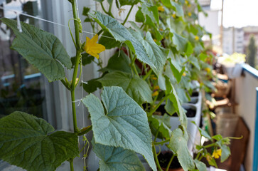 Natural cucumber grows in a greenhouse. Growing fresh vegetables in a greenhouse