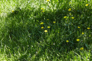 Green meadow with yellow dandelions in spring. Closeup of yellow spring flowers on the ground