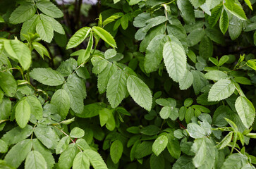 Green leaves of trees in the park at summer. Blurred image, selective focus
