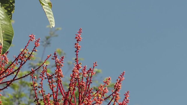 Horse mango  blossoms in season when they bloom red.