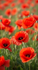 Fototapeta premium Vibrant red poppy flowers blooming in a field under natural sunlight