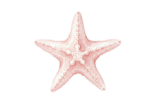 An illustrated watercolor starfish in soft pink tones isolated on the dark canvas