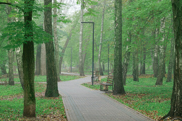 misty morning peaceful urban park landscape spring season time with pavement track for walking and birch trees majestic environment