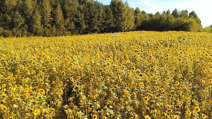 Obraz premium Sunflower field landscape with bright yellow blooms on a sunny day