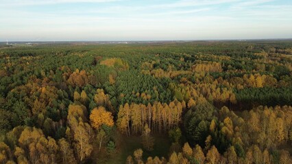 Top down view of mixed forest nature in fall