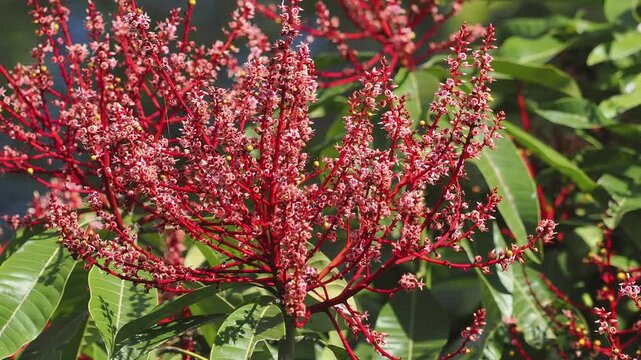 Horse mango  blossoms in season when they bloom red.