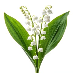 Fototapeta premium Lily of the Valley Pure White Bell Blossoms with Fresh Green Stems on White Background Classic Spring Flower Capturing Gentle Fragrance Elegance and Simple Natural Beauty in Soft Studio Light