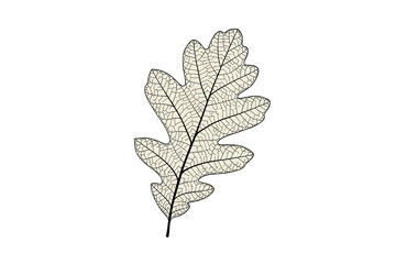 Delicate skeletal oak leaf isolated showcasing intricate veins on a minimalistic design