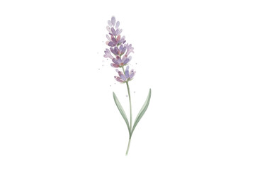 Fototapeta premium Delicate watercolor illustration featuring a single lavender sprig with graceful simplicity