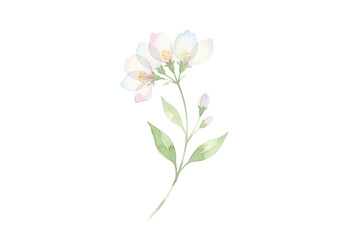Obraz premium Delicate watercolor illustration featuring blossoming white flowers with green foliage on a stem
