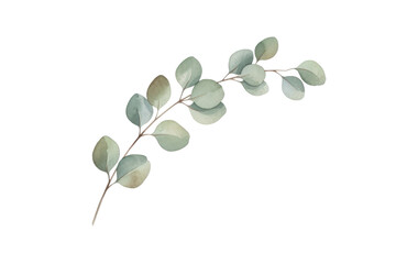 Obraz premium Elegant botanical illustration featuring sprig of eucalyptus leaves in artistic watercolor style