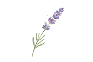 Obraz premium Elegant Botanical Lavender Illustration on Dark Surface for Various Decorative Applications
