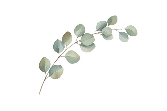 Elegant botanical illustration featuring sprig of eucalyptus leaves in artistic watercolor style