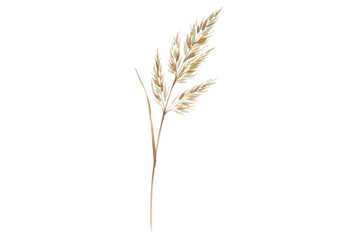 Fototapeta premium Elegant illustration of a delicate wheat sprig isolated on a stark dark canvas for visual appeal
