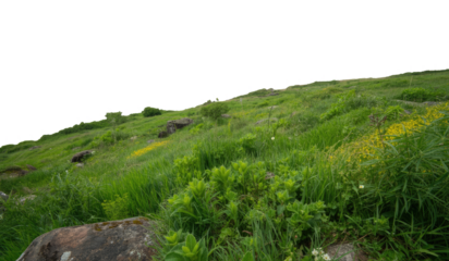 A serene green hillside with lush grass and vibrant yellow wildflowers on a sunny day against a transparent background