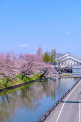 Obraz premium 福島 相馬中村城址 外堀の桜 