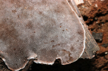 ブドウタケ茸の多孔質な表面アップ（アウトドアフィールド菌・キノコ類マクロ撮影）