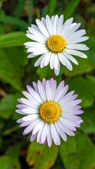 Obraz premium Close-up of two wildflowers, one white and one with purple-tinged petals, both with yellow centers, set against green foliage