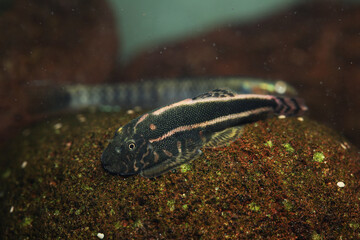 Pink line Butterfly loach (Gastromyzon danumensis)