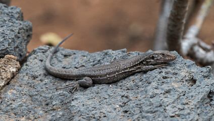A Gallotia galloti lizard rests on volcanic rock in the Canary Islands, showcasing its textured skin and natural camouflage in the rugged landscape. Photo taken in Icod de los Vinos, Tenerife, Spain