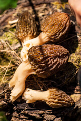 Obraz premium Morel mushrooms gather in a lush spring forest, showcasing their unique shapes and colors