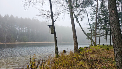 Misty Forest Lake with Birdhouse