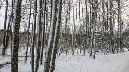 Tranquil Winter Woods with Flowing Stream