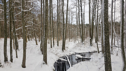 Tranquil Winter Woods with Flowing Stream