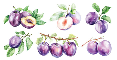 watercolor plum fruit slice with green leaves illustration hand drawn fruits clip art
