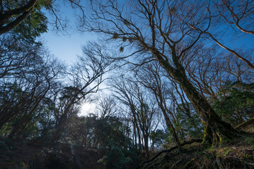 Obraz premium Climbing Mount Amagi, Shizuoka, Japan