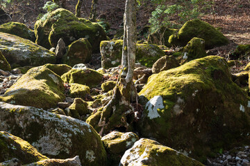 Climbing Mount Amagi, Shizuoka, Japan
